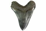 Serrated, Fossil Megalodon Tooth - Georgia #158748-1